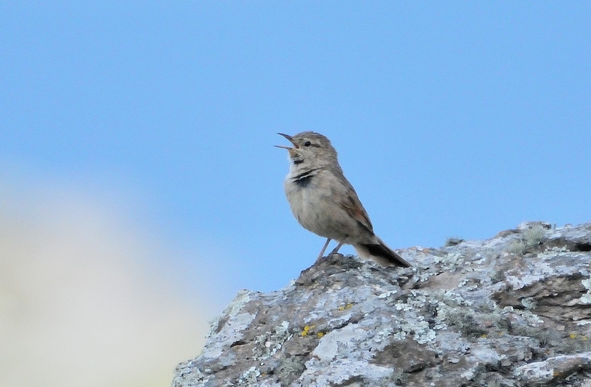 Streak-backed Canastero - ML647318134