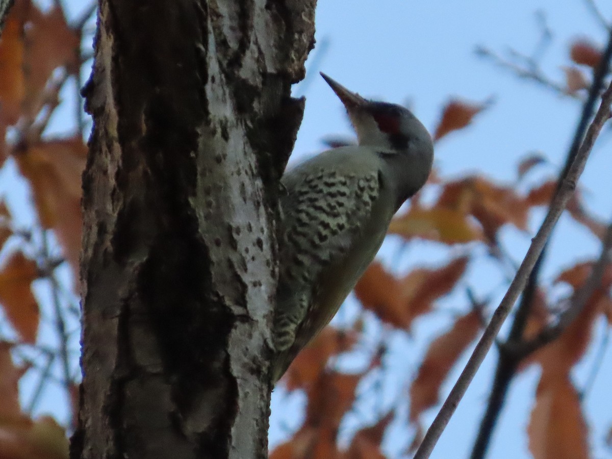 Japanese Woodpecker - ML647318137