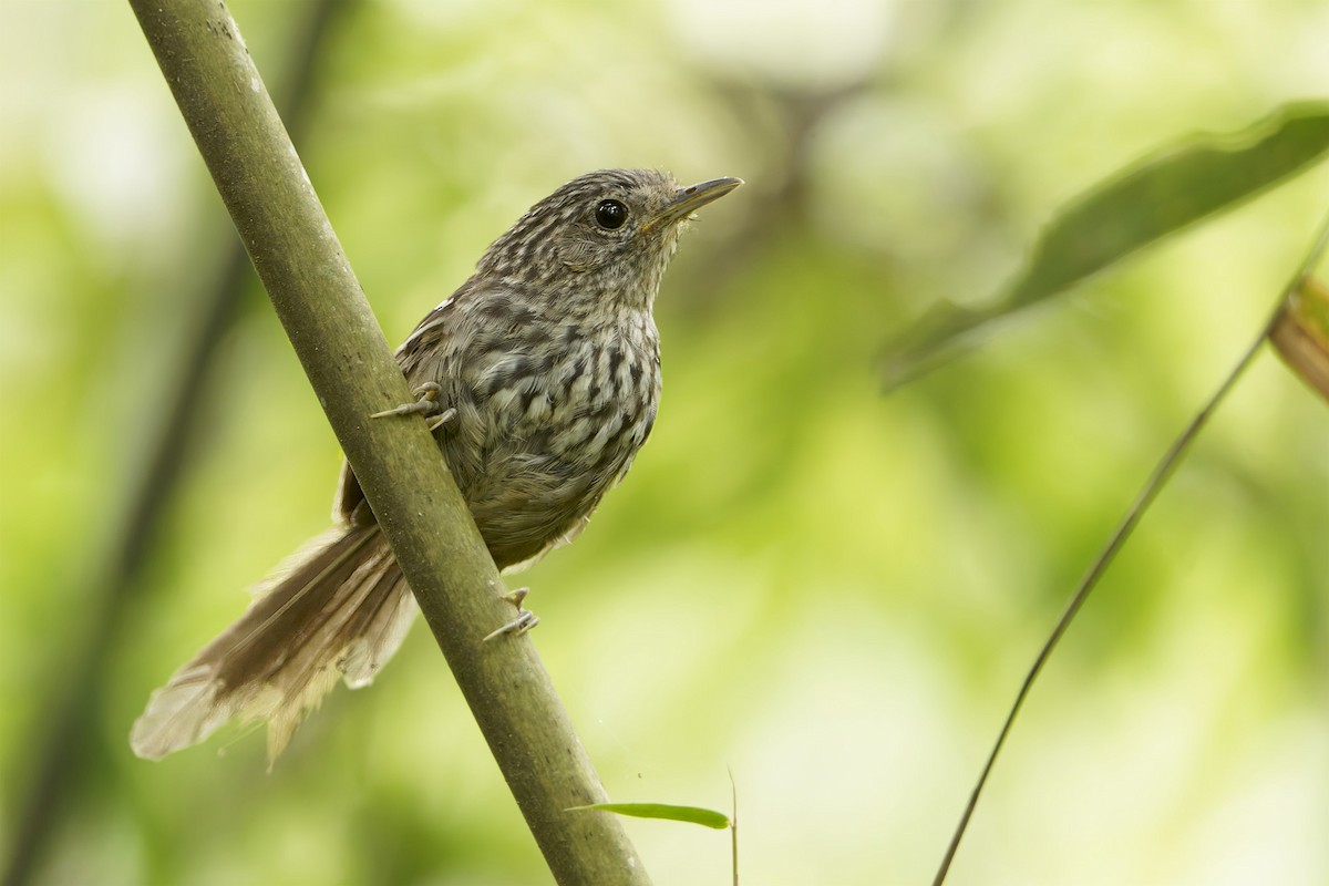Dusky-tailed Antbird - ML647318139