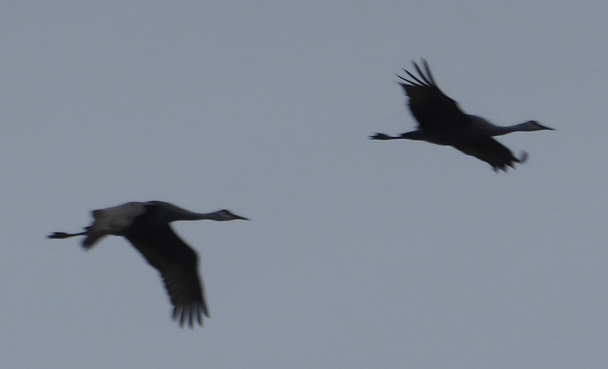 Kanada Turnası - ML647318148