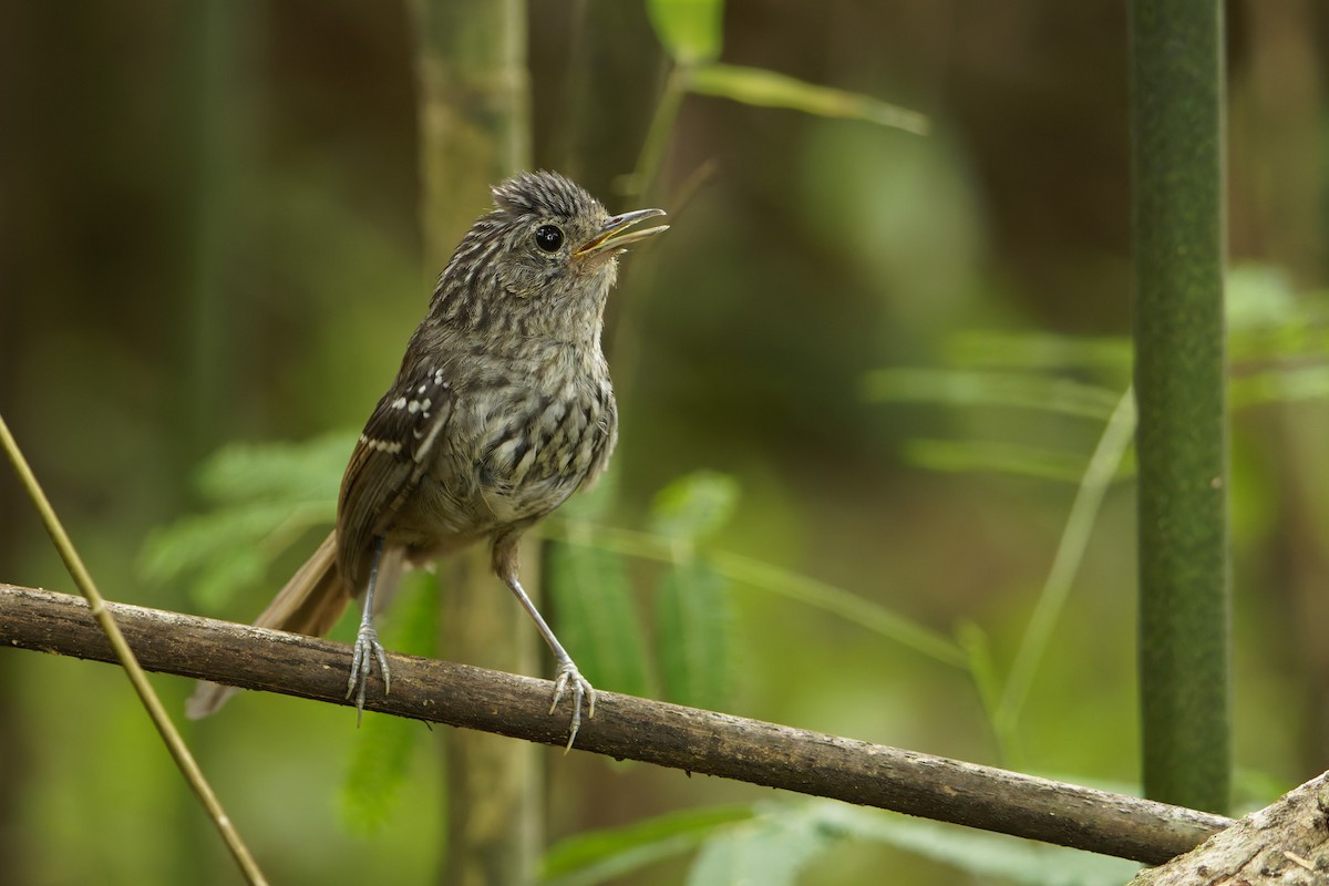 Dusky-tailed Antbird - ML647318149