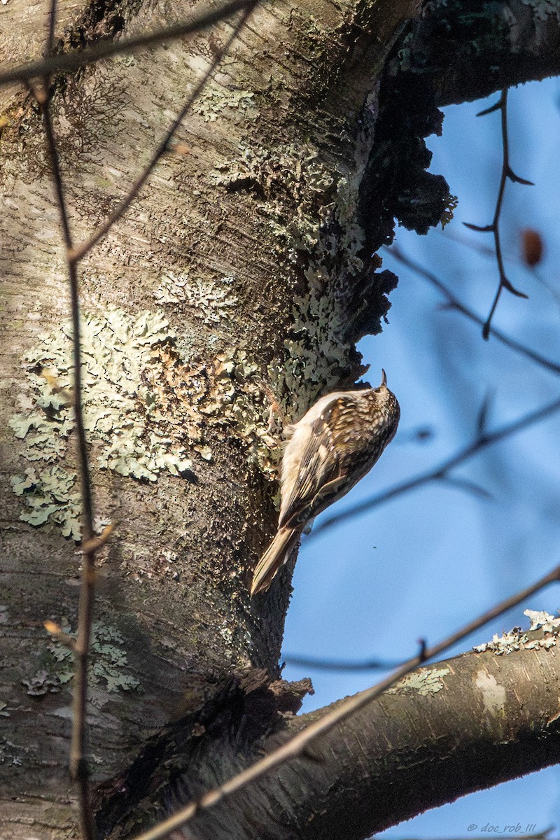 Brown Creeper - ML647318156