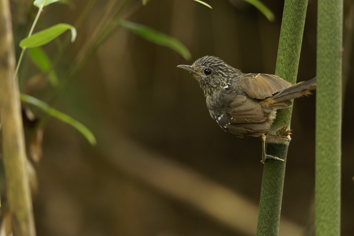 Dusky-tailed Antbird - ML647318157