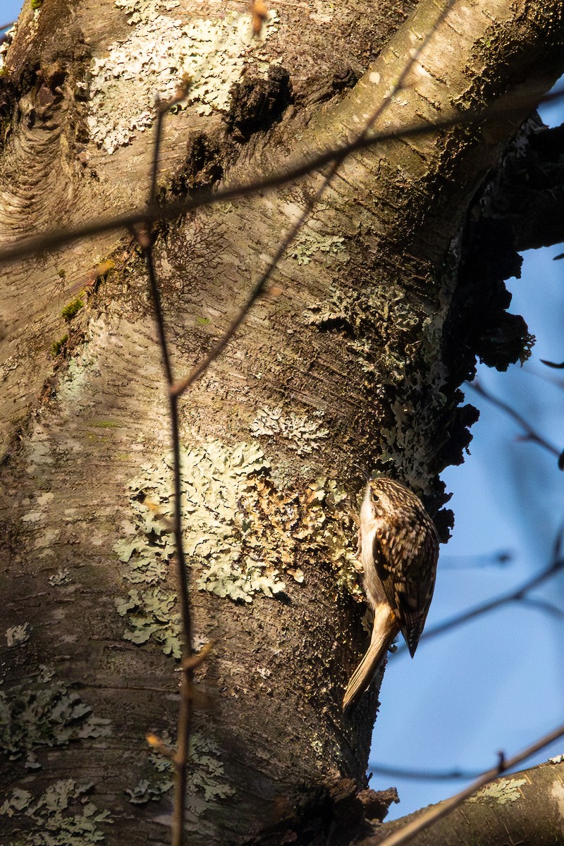 Brown Creeper - ML647318163