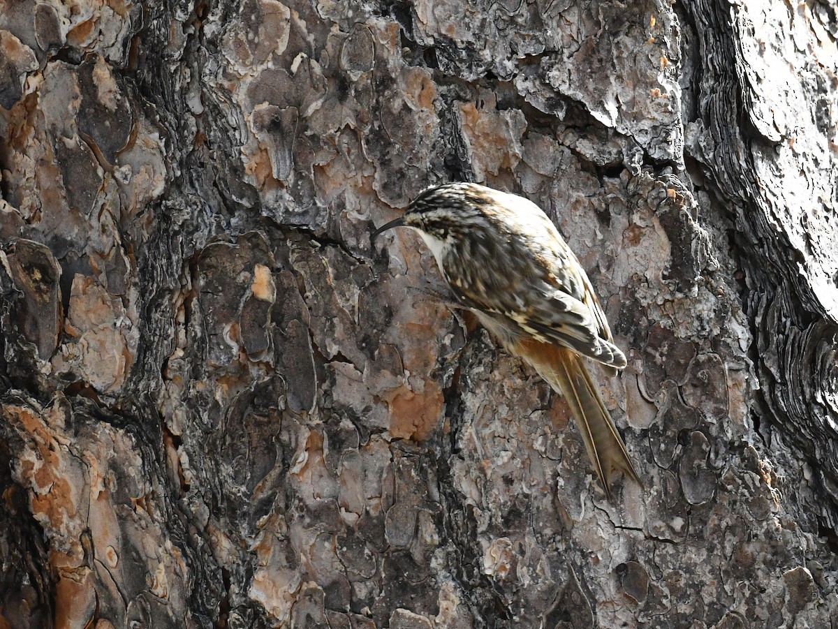 Brown Creeper - ML647318166