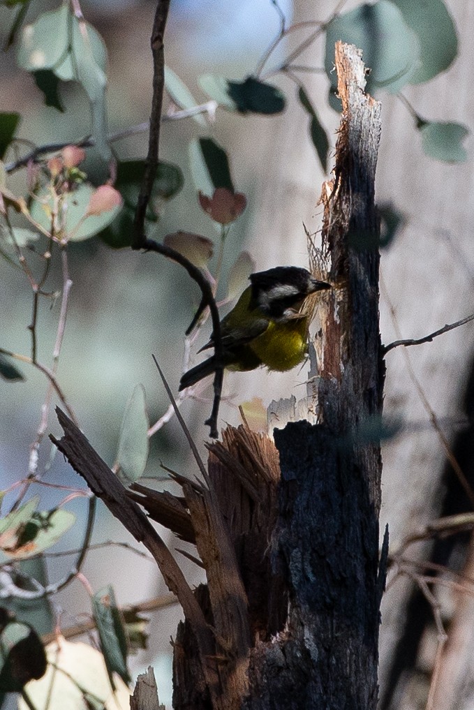 Eastern Shrike-tit - ML647318171