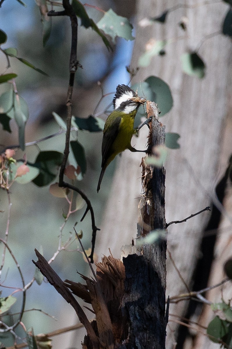 Eastern Shrike-tit - ML647318172