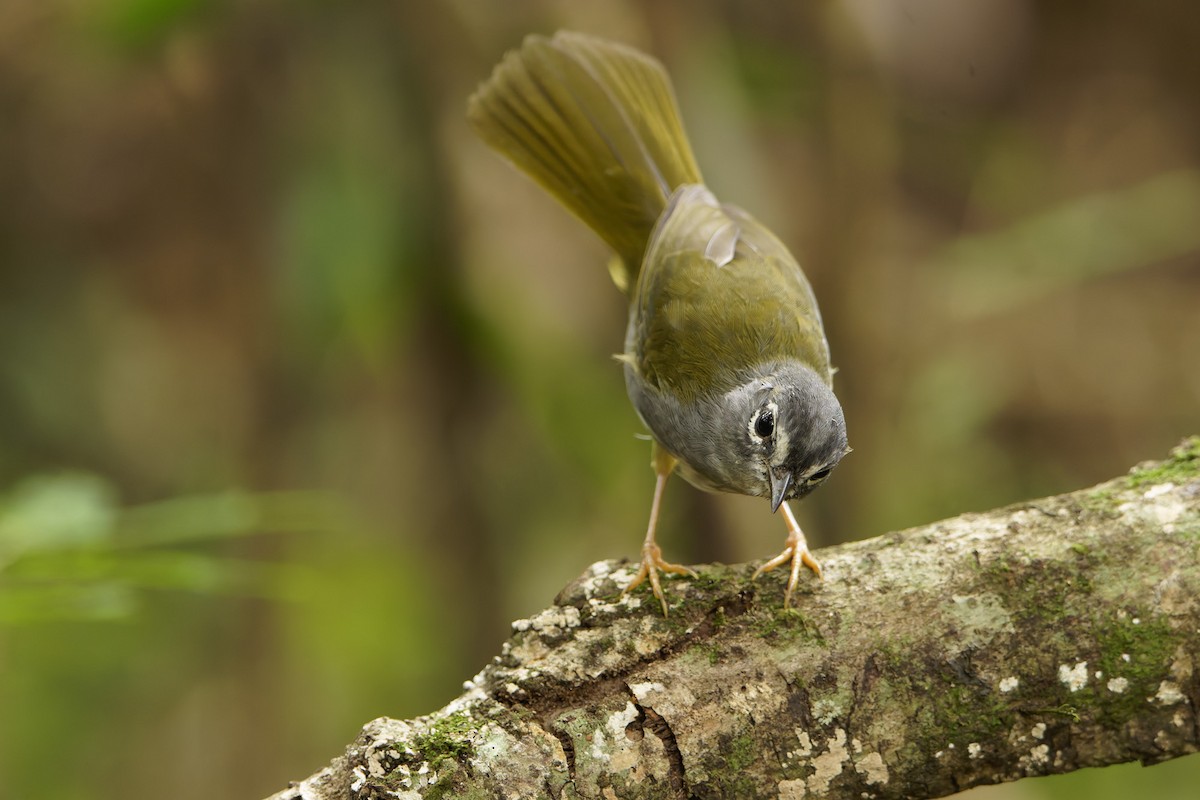 White-browed Warbler - ML647318175