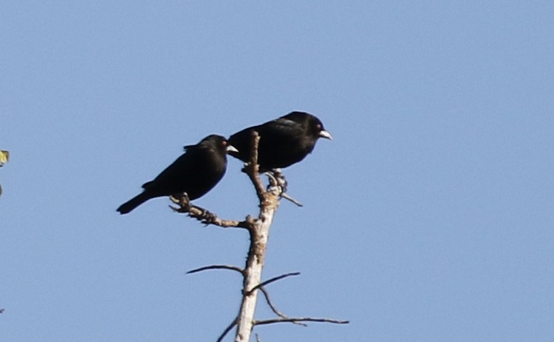 Красноглазый трупиал - ML647318177