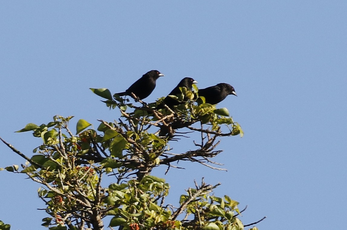 Красноглазый трупиал - ML647318178