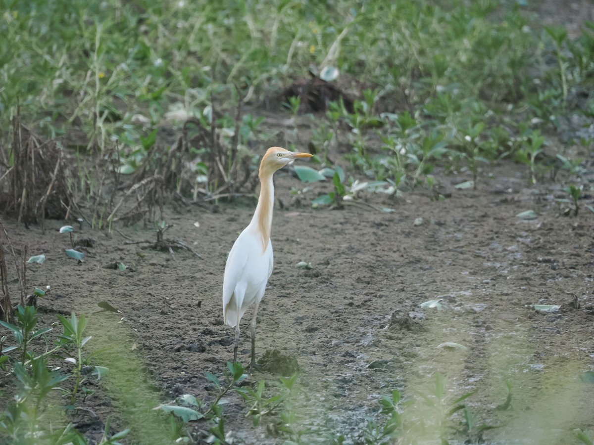 Koromandelkuhreiher - ML647318186