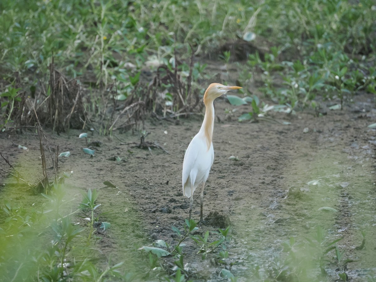 Koromandelkuhreiher - ML647318187