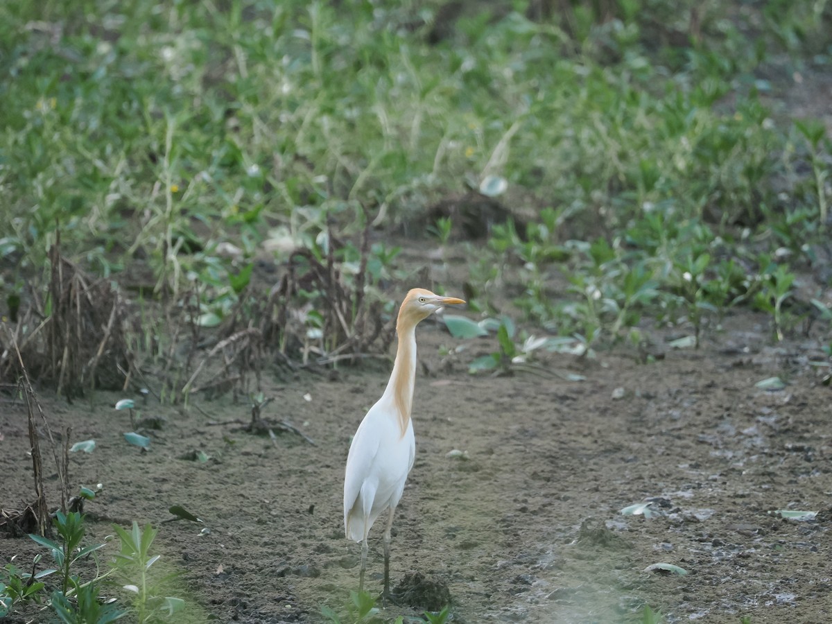 Koromandelkuhreiher - ML647318189