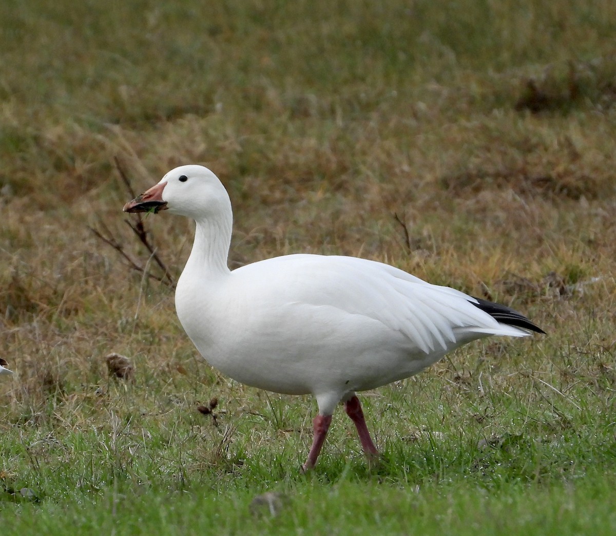 husa sněžní - ML647318193