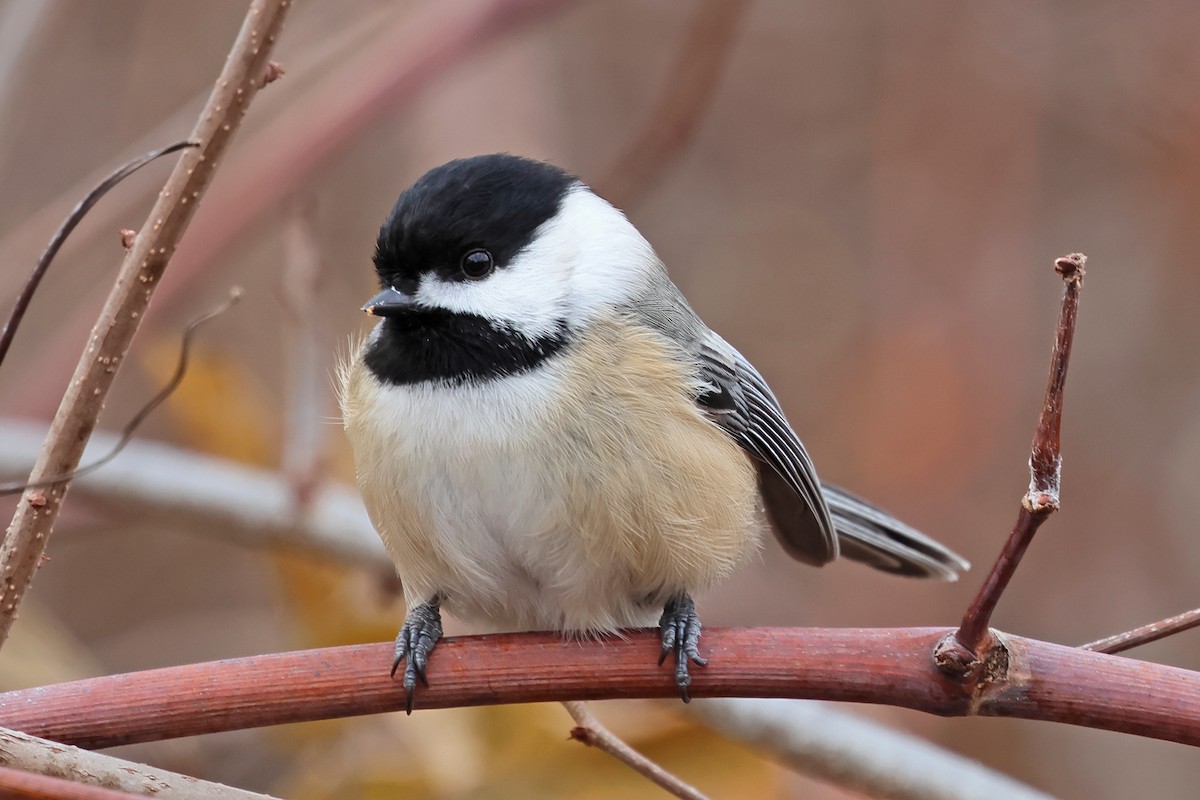Black-capped Chickadee - ML647318195