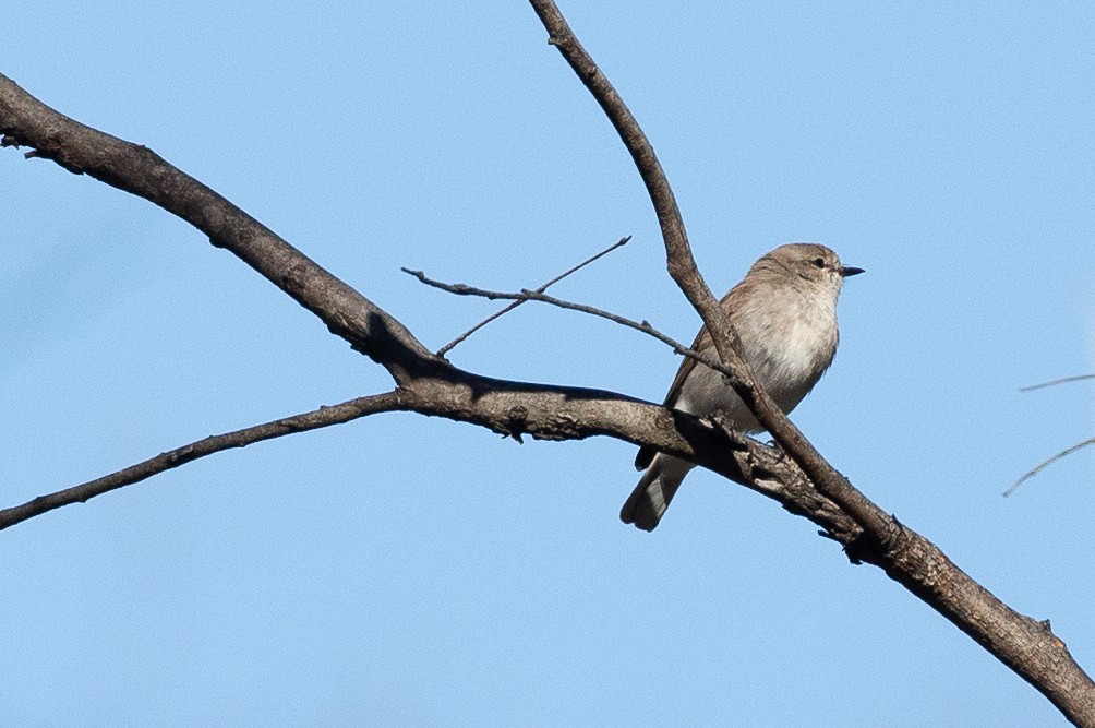 Miro enchanteur - ML647318196