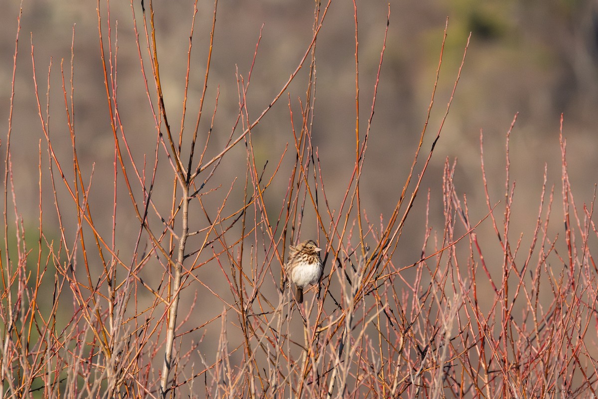 Song Sparrow - ML647318215