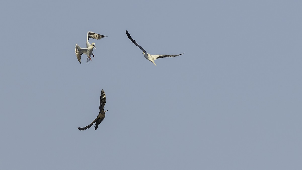 Сула червононога - ML647318216