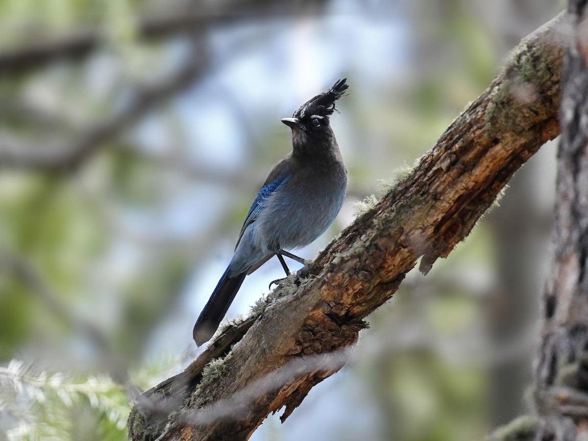 Steller's Jay - ML647318222