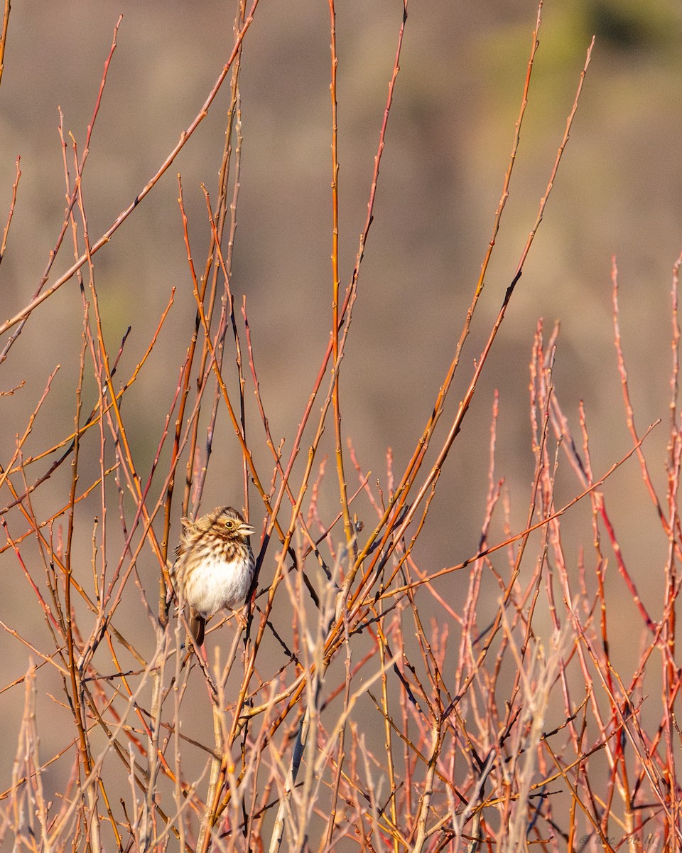 Song Sparrow - ML647318224
