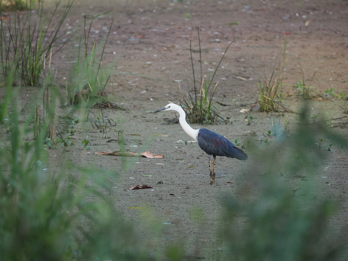 Weißhalsreiher - ML647318229