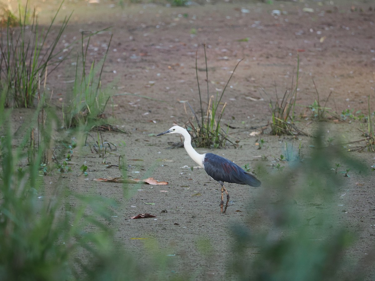 Weißhalsreiher - ML647318230