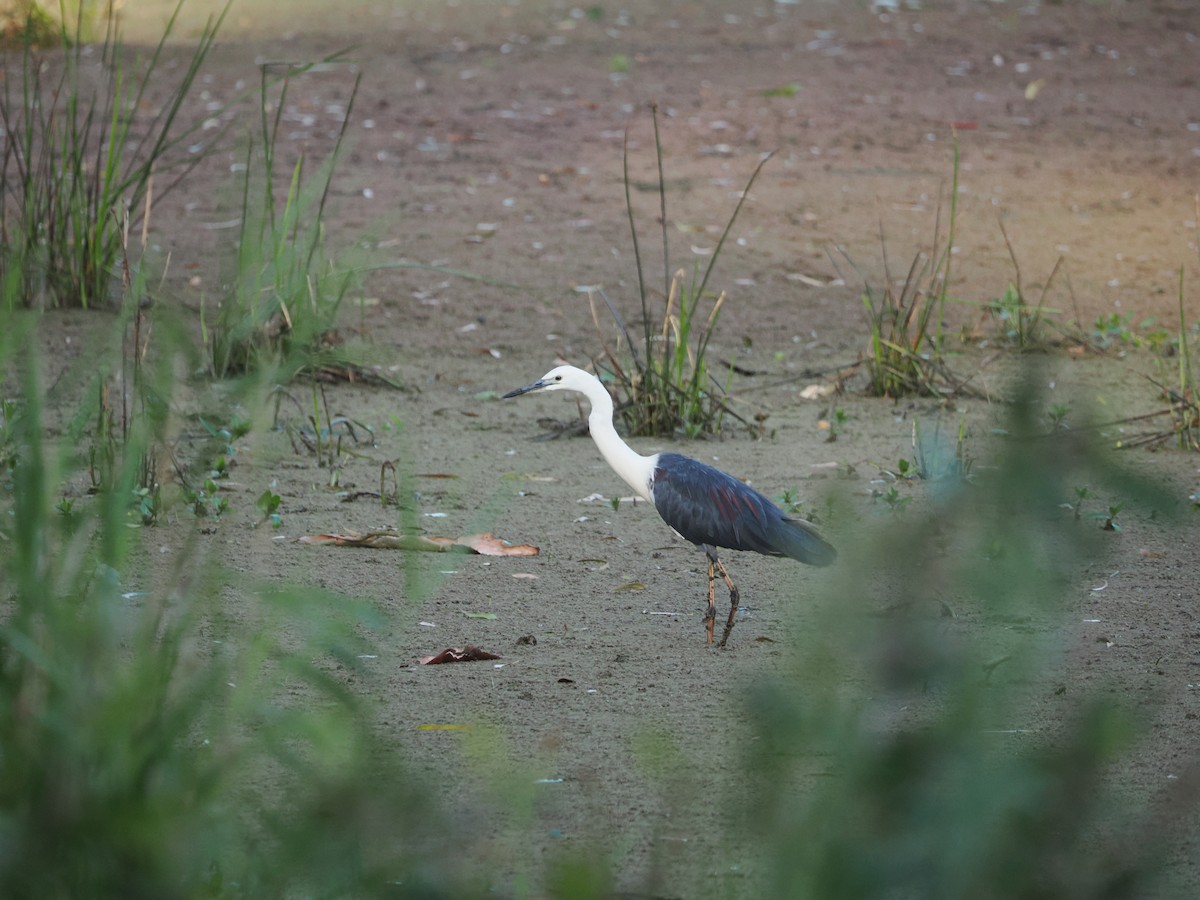 Weißhalsreiher - ML647318231