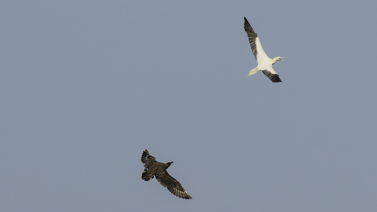 Сула червононога - ML647318267