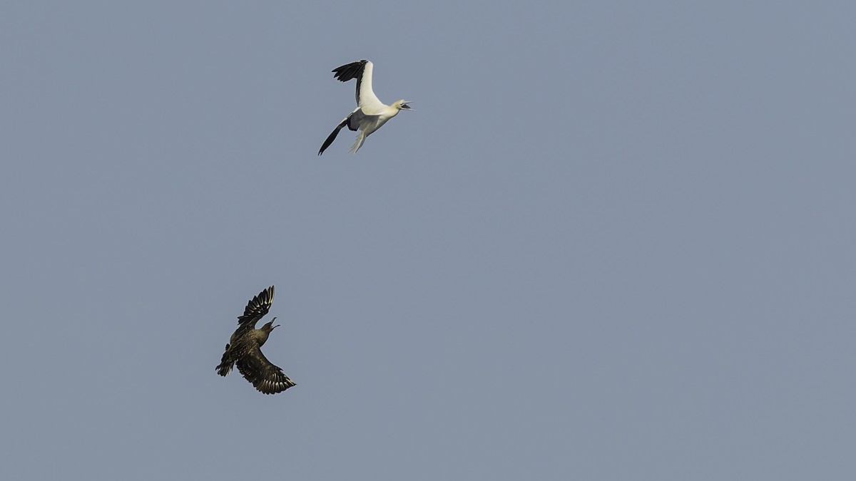 Сула червононога - ML647318280