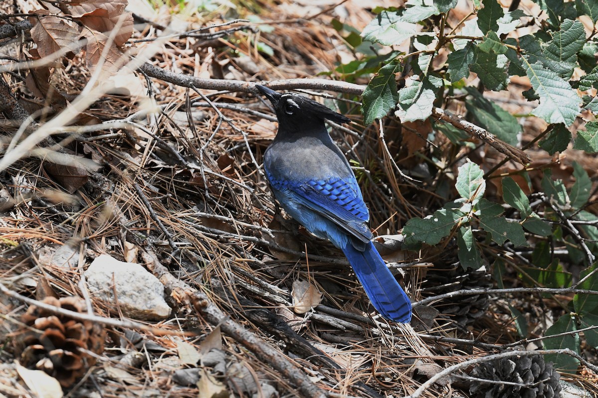 Steller's Jay - ML647318282