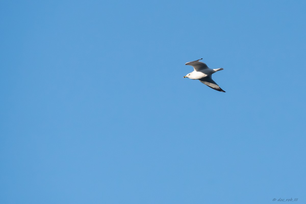 Ring-billed Gull - ML647318286