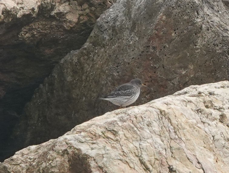 Purple Sandpiper - ML647318298