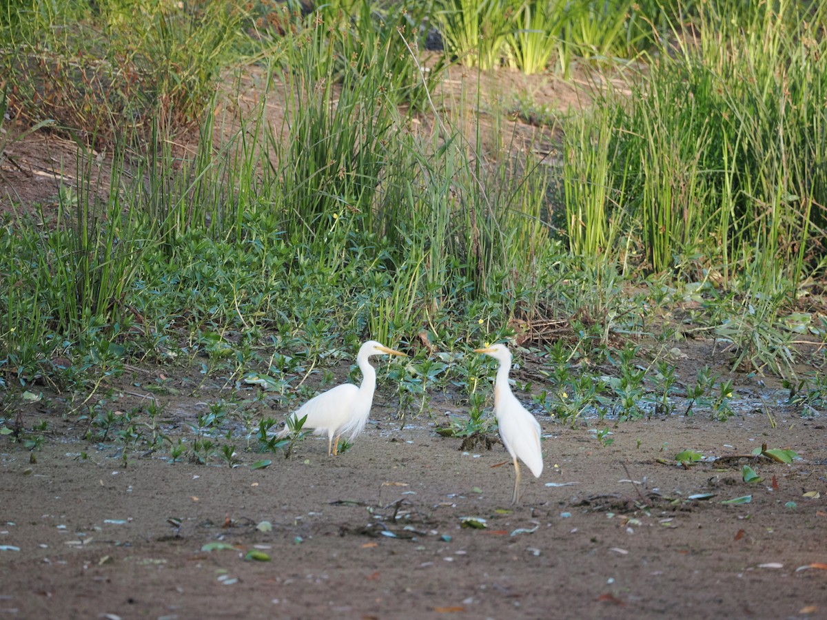 Pazifikmittelreiher - ML647318320