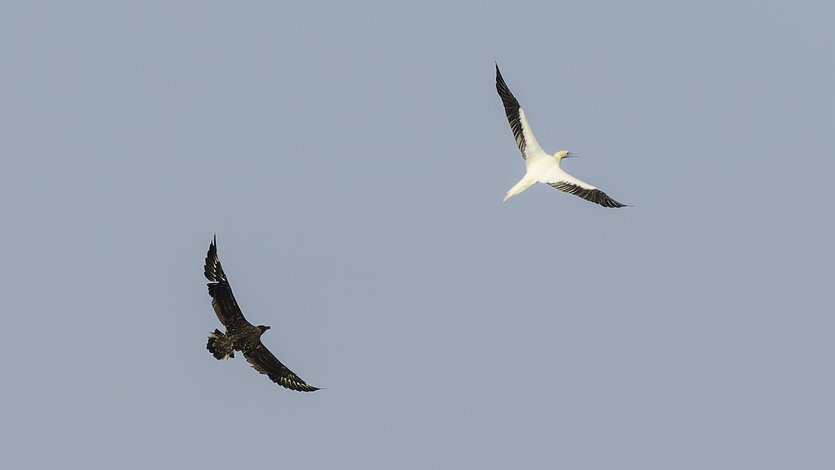 Сула червононога - ML647318322