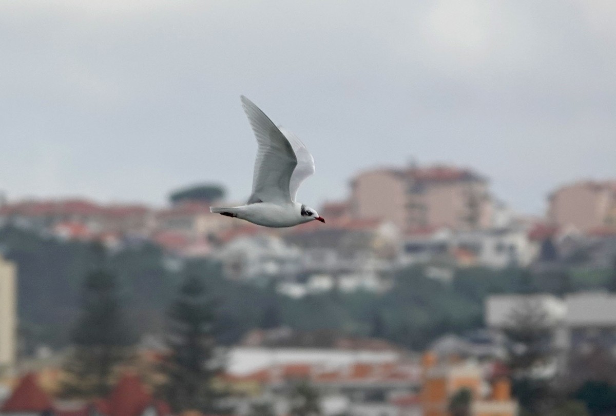 Mediterranean Gull - ML647318339