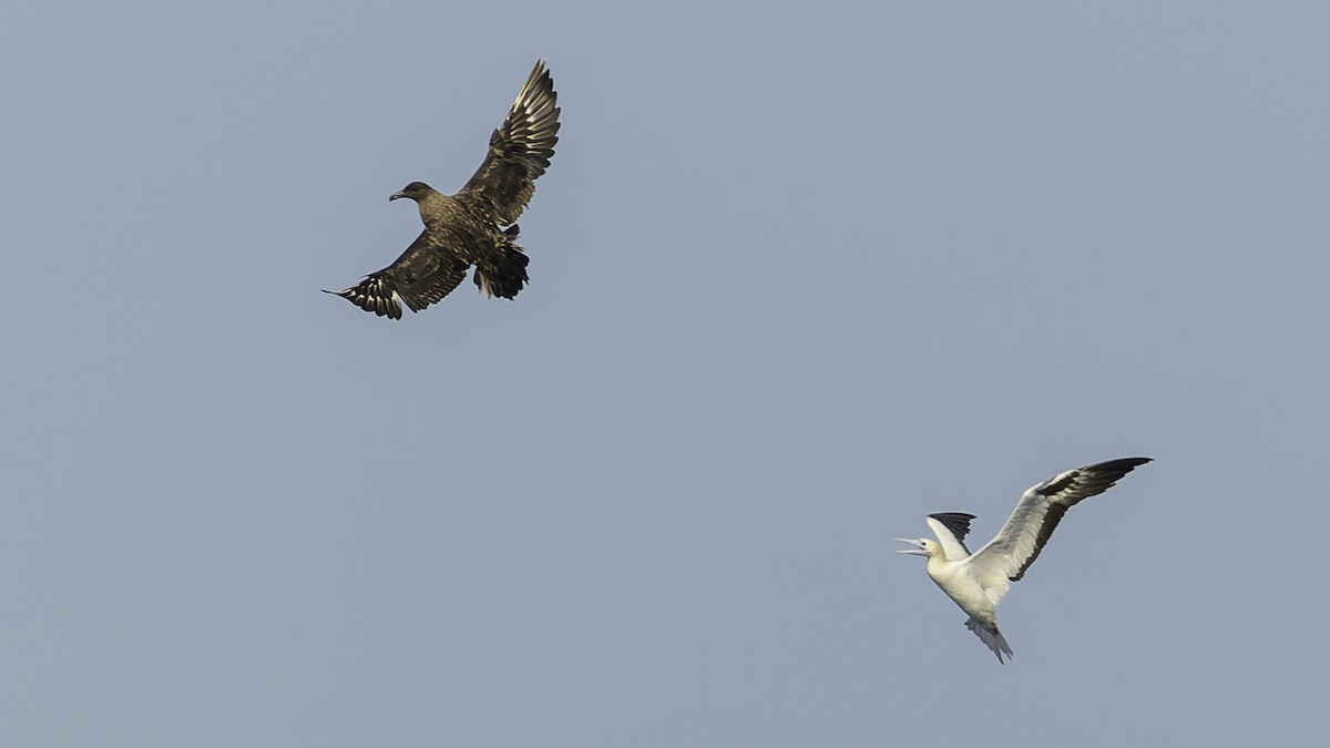 Сула червононога - ML647318341