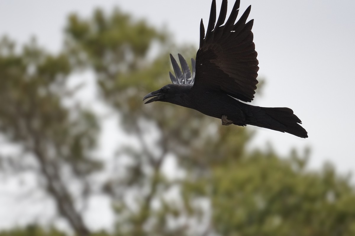 Common Raven - ML647318364