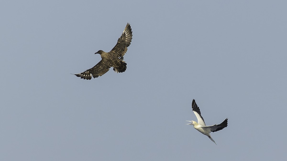 Сула червононога - ML647318366