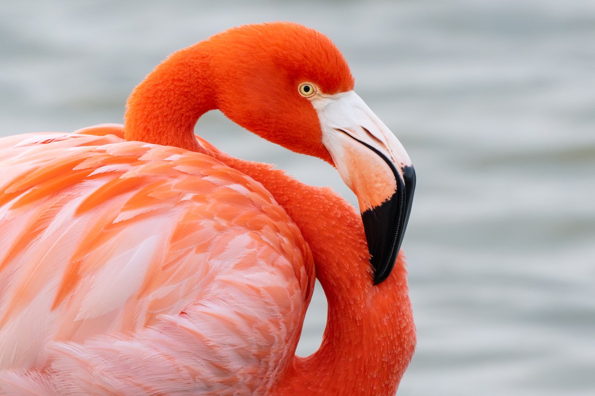 American Flamingo - ML647318377