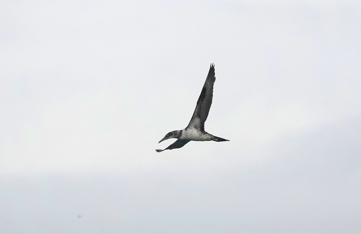 Northern Gannet - ML647318379