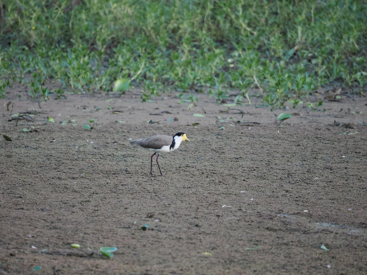 Maskenkiebitz - ML647318383