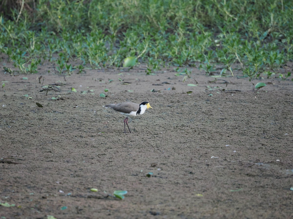 Maskenkiebitz - ML647318384