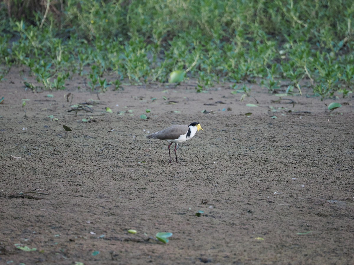 Maskenkiebitz - ML647318385