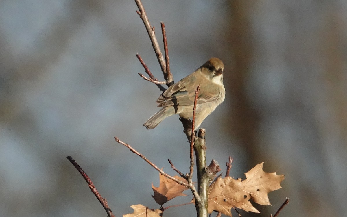 Indigo Bunting - ML647318395