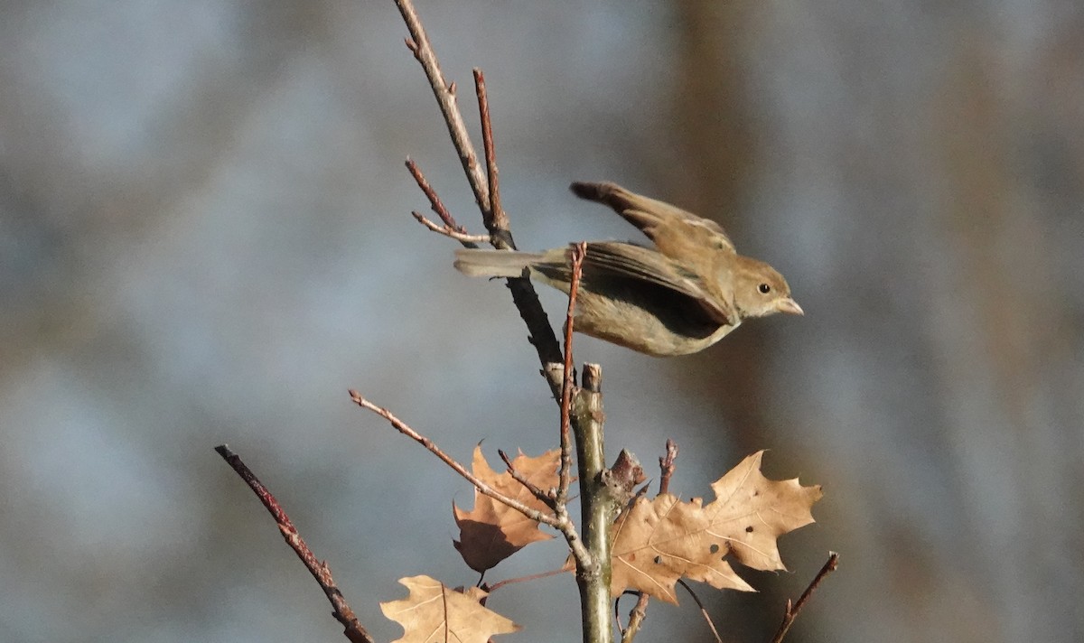 Indigo Bunting - ML647318396