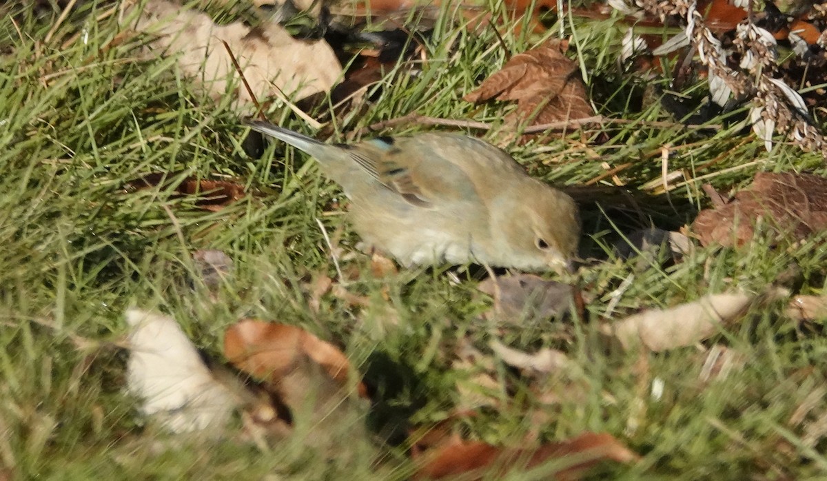 Indigo Bunting - ML647318398