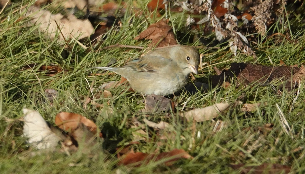 Indigo Bunting - ML647318399