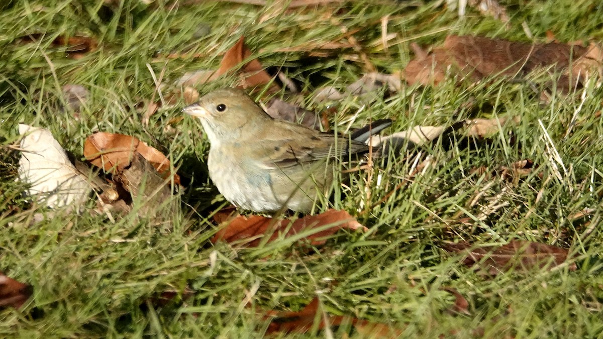 Indigo Bunting - ML647318400