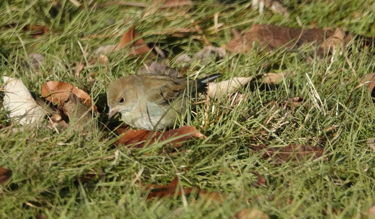 Indigo Bunting - ML647318401