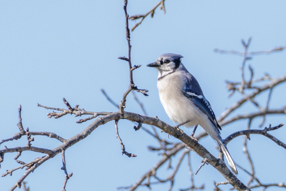 Blue Jay - ML647318416